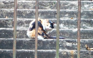 First kitty spotted in YueXiu Park, Guangzhou, China