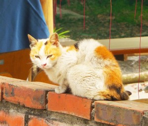 Here she is, a pretty calico resting on a warm brick wall - Cat Ba kitty 5 spotted!