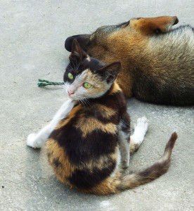 Cat Ba kitty 6 had no problems with her dog. In fact, she was in the middle of an intense lick-fest when we spotted her.