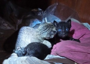 These adorable kittens couldn't have been more than a couple of weeks old! The hostel proudly kept them where the little mama cat put them, in the cupboard under the reception desk. 