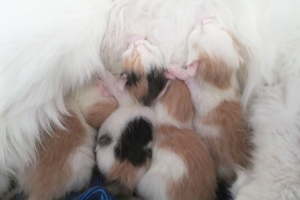 Here's a close-up of the four babies suckling. It's their first meal!