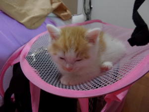 This is how the kittens escaped from kitten play land: clawed their way onto the bed, and then down via the laundry hamper. Johnny stops for a rest.