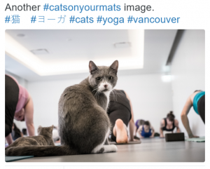 Cats love yoga, and can teach us a lot about holding positions (especially while napping) and meditation.