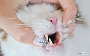 Click this picture to see an illustrated, detailed process for sticking pills down a cat's throat.
