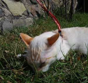 lancy enjoying a nibble of grass