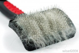 cat brush filled with fluff