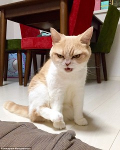 Koyuki is the next grumpy cat to take over the internet. Photo credit: Daily Mail