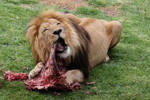 lion eating warthog
