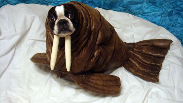 walrus dog costume