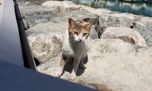 Abu Dhabi Kitty Spotted